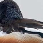 _04B9813  Canard souchet